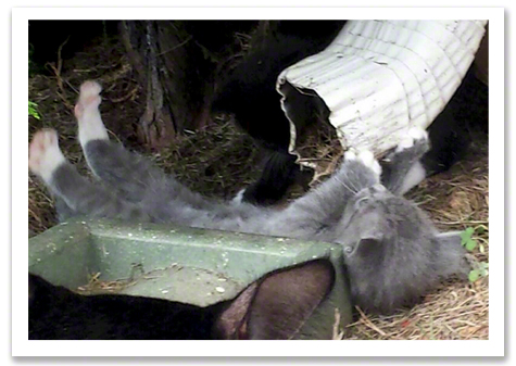 Gray kitten with downspout.jpg